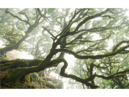 Komar The Forgotten Forest digitaal fotobehang vlies 4 stroken 1
