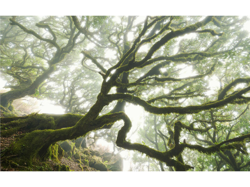 Komar The Forgotten Forest intissé photo numérique 4 bandes