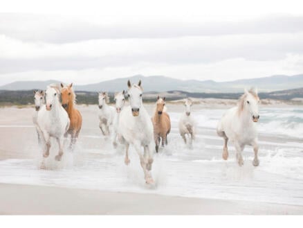 Komar White Horses papier peint photo 8 bandes 1