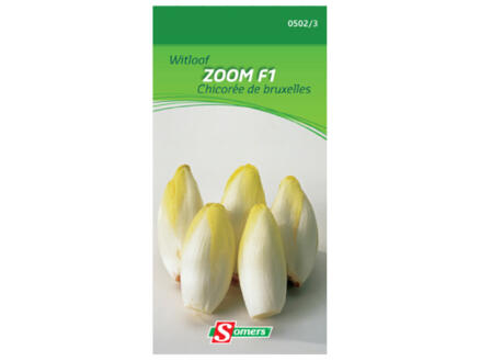 Witloof Zoom F1 1