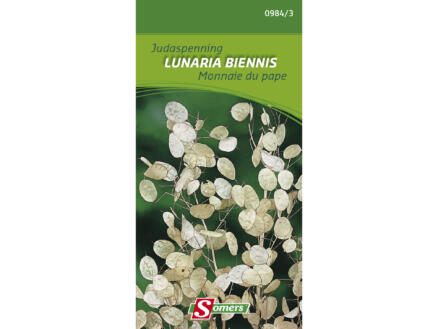 Zaden Judaspenning Lunaria Biennis 1